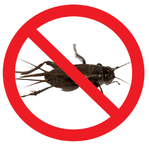 Extreme Termite & Pest Control Cricket Treatment