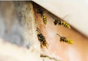 Extreme Termite & Pest Control Wasp Treatments