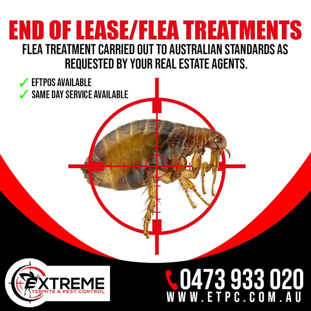 End Of Lease Treatments Extreme Termite and Pest Control