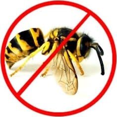 Extreme Termite & Pest Control Bee and Wasp Control