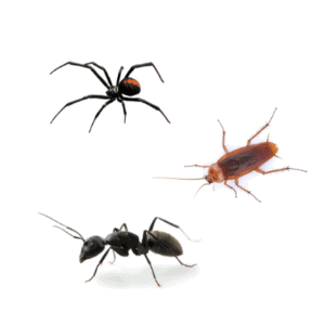 Extreme Termite & Pest Control General Pest Treatment